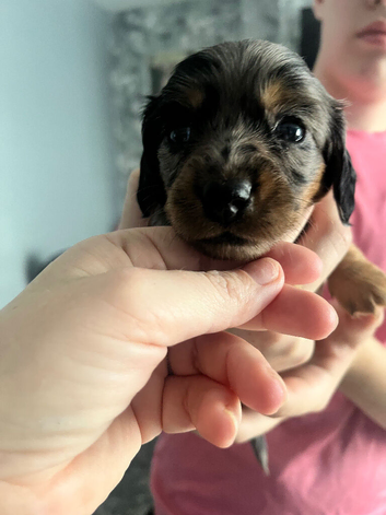 Minature dachshund