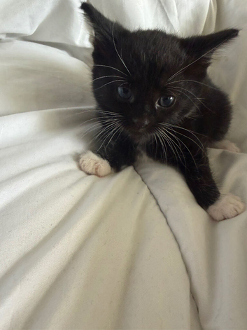 Kittens for sale