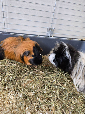 MALE PIGS
