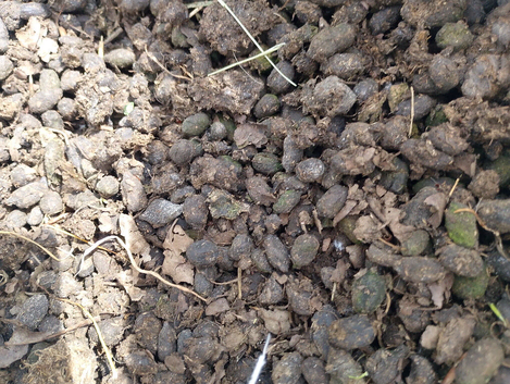 Alpaca manure