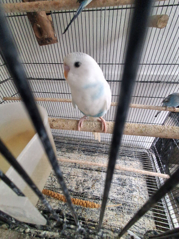 Baby budgies