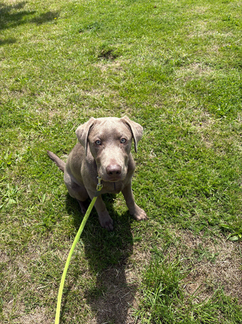 Sliver Labrador