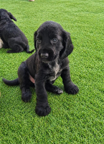 Cocker spaniel puppies