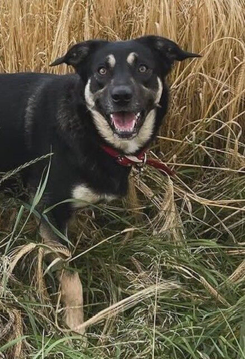 3-year-old female Border Collie &ndash; needs a new home