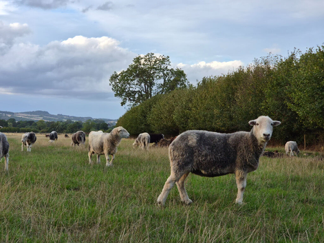 Herdwick ewes and lambs