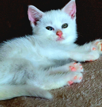 Pure white male kitten