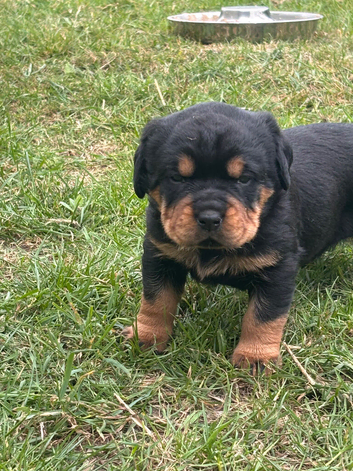 Beautiful Rottweiler girl
