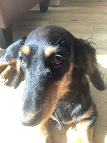 Kc reg. ONLY ONE LEFT Petite little Angel female long haired dachshund puppies highly dna tested parents low coefficient %