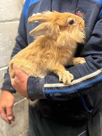 Lionhead buck