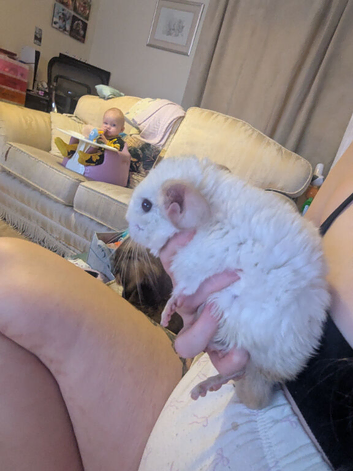 2 male chinchillas