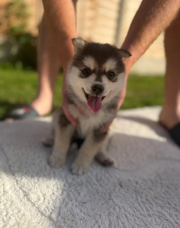 Pomsky puppies 2 available