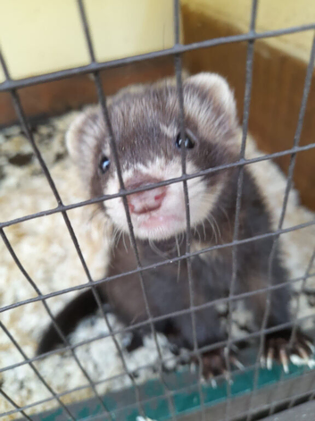 Beautiful 3 Month Old Ferret For Sale