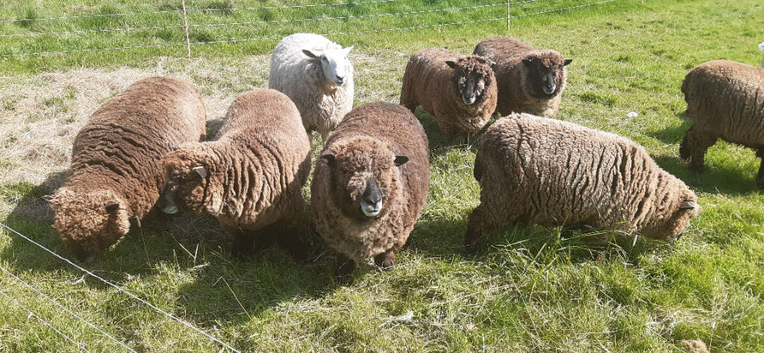 Pedigree Coloured Ryland Ewes ready for new home.
