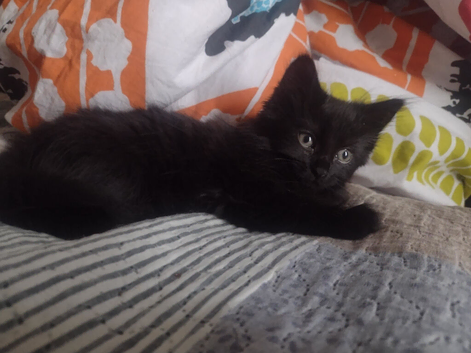1 beautiful kitten looking for a forever home