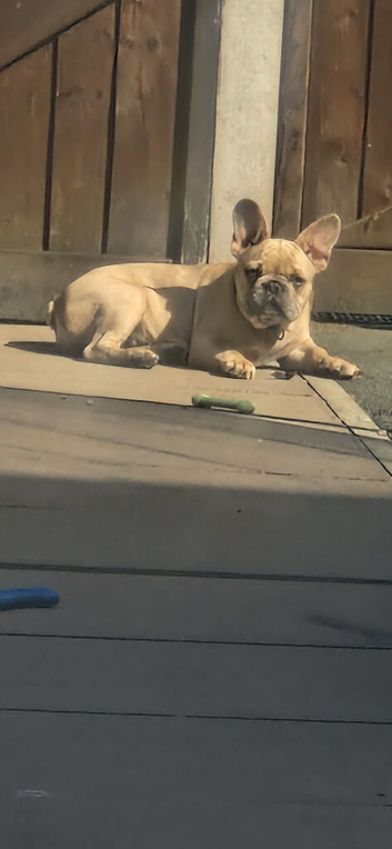 French Bulldog