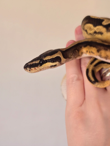 Lovely Female Royal python.