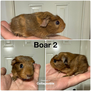 Baby guinea pigs
