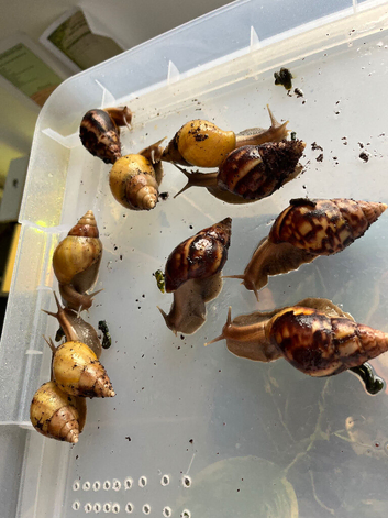 Rodatzi and Wild type Lissachatina fulica