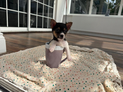 Jack Russell short leg girl puppy