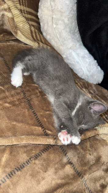 Grey Kitten