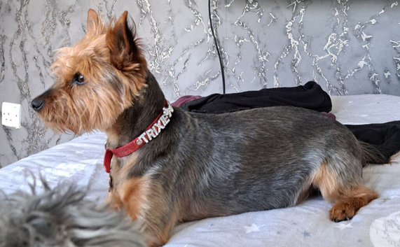 Yorkshire Terrier puppies
