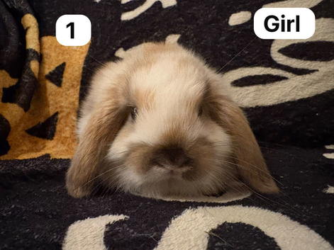 Stunning mini lops for sale