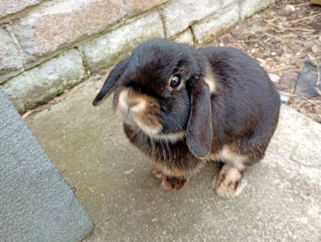 Gorgeous friendly vaccinated young female mini lop
