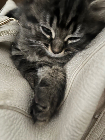 Beautiful kittens for sale