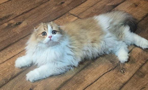 Scottish fold longhair boy