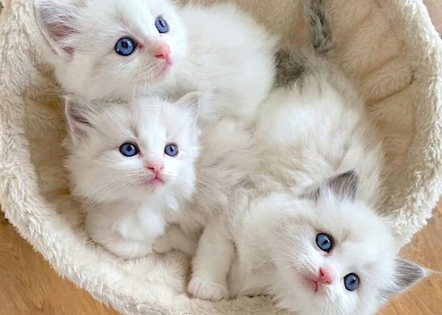Ragdoll Kittens