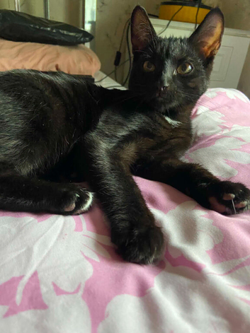 Kitten