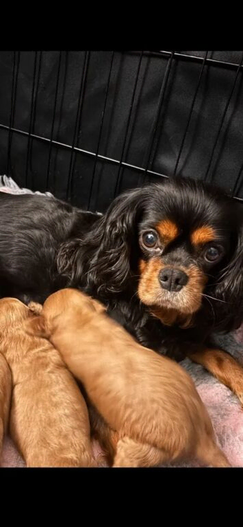 Cavapoo boys and girls