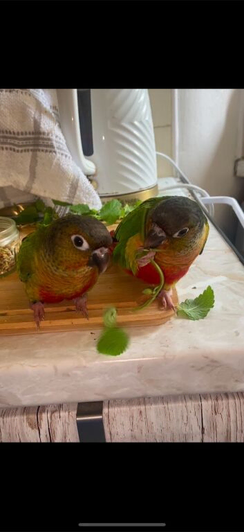 Beautiful conure pair