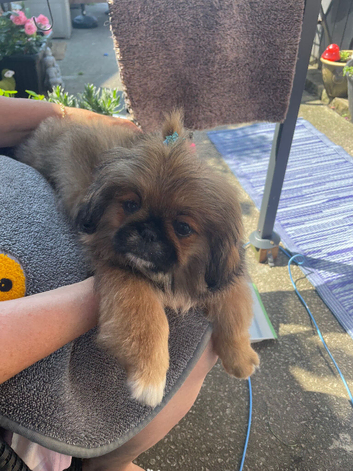 3 pups for sale