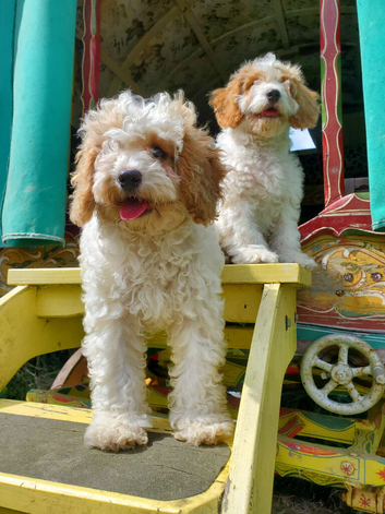 Cavapoo poo puppies