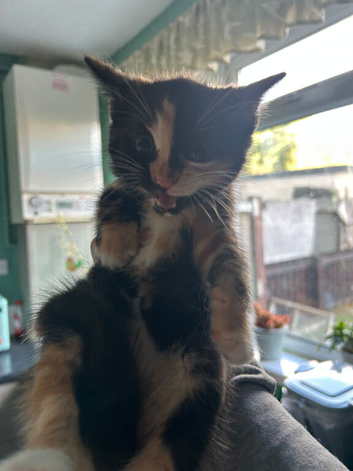 6  lovely kittens looking for good homez