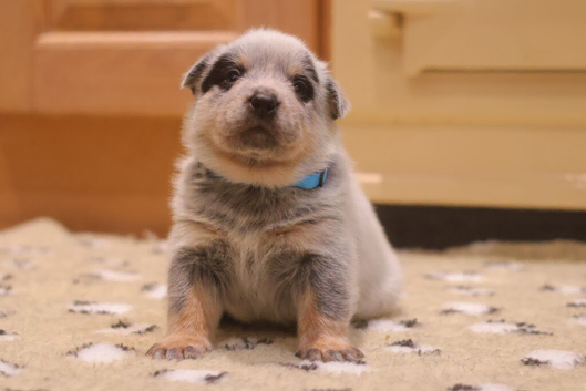 Australian Cattle Dog Puppies