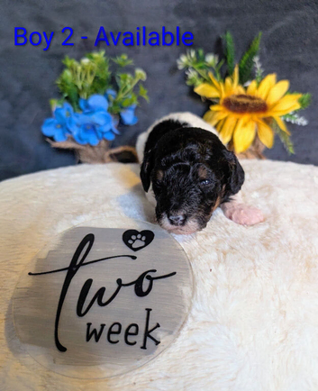 One stunning boy still available!