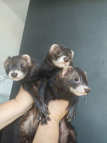 Beautiful ferret hobs