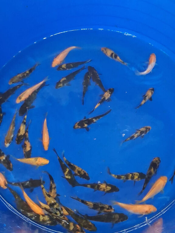 KOI CARP FOR SALE