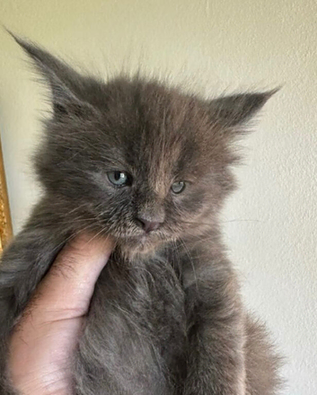 Tica Registered Polydactyl Maine Coons
