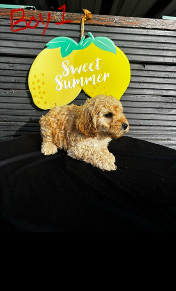 STUNNING F1 COCKAPOO PUPPIES ready now.