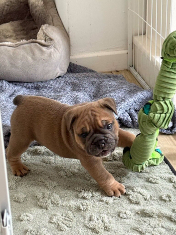 English Bulldog Puppies