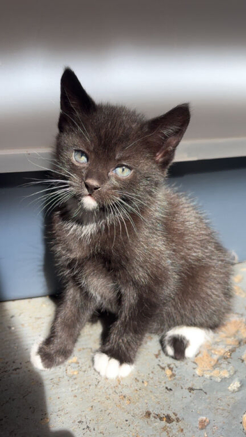 2 male kittens