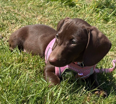 Beautiful girl dashound 6 months old