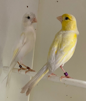 Irish Fancy Canaries (Essex)