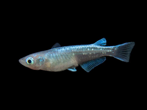 Medaka adults & juveniles available.