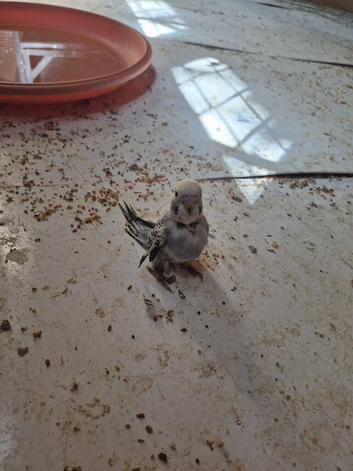 Baby budgies