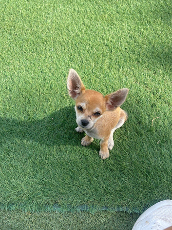 Chihuahua Appel head toy boy puppy