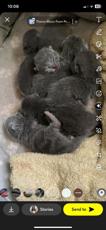 6 kittens British shorthair x Russian blue